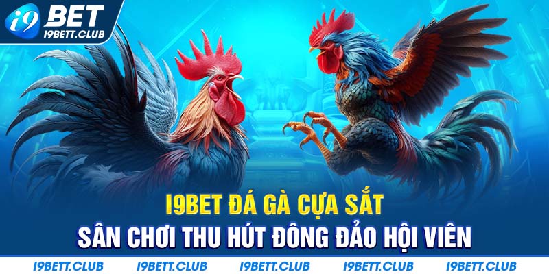 I9bet Đá gà cựa sắt - sảnh chọi kê thu hút đông đảo cược thủ